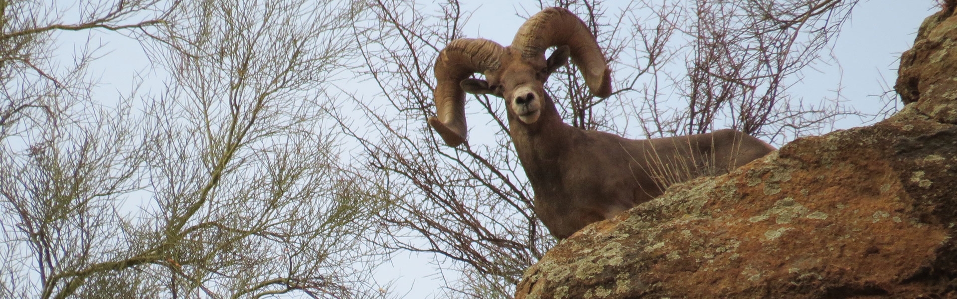 Arizona Sheep Hunts