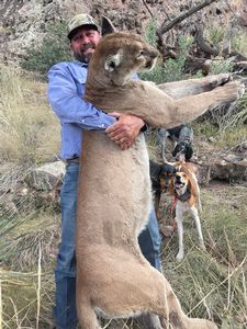 Matt's giant Arizona tom lion.